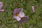 Virginia saltmarsh mallow